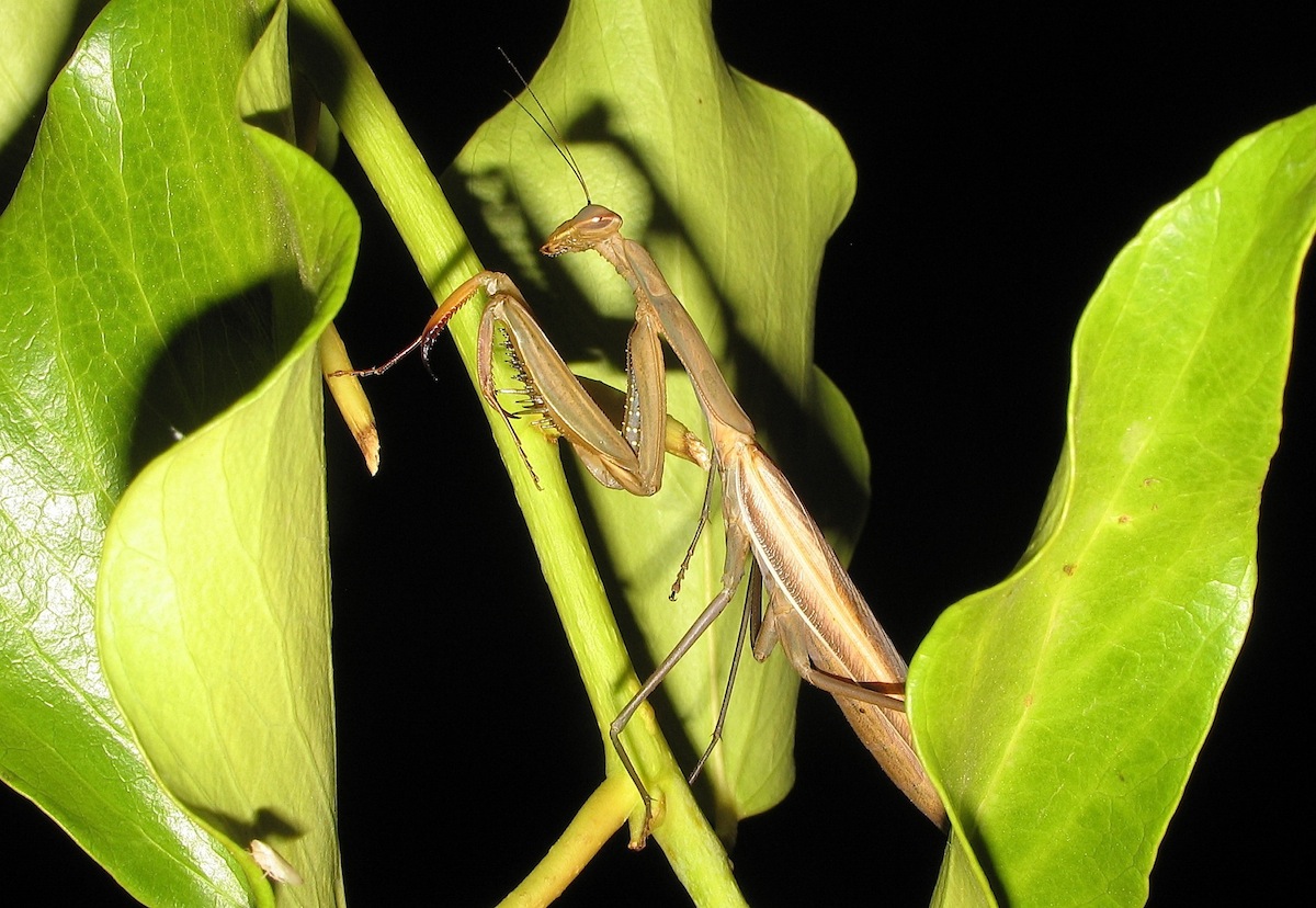 Mantis religiosa (femmina ?)